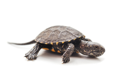 Naklejka premium One small turtle.