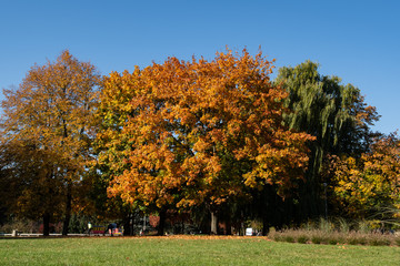 Colorful autumnal trees in Park Kultury i Wypoczynku (translated Park of Culture and Recreation) in Rzeszow, Poland.