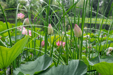 Obraz premium close-up background of the pink lotuses on the pond