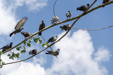 Pigeons