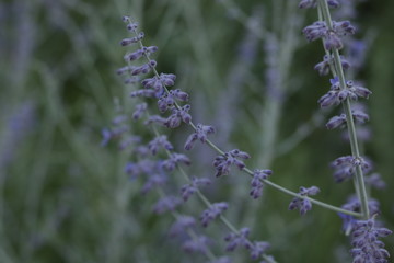 Lavander Flower Purple