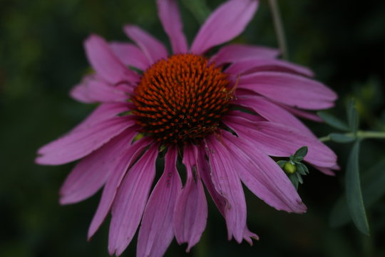 Pink Flower 