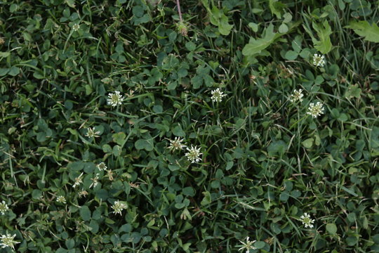 Flowers flores