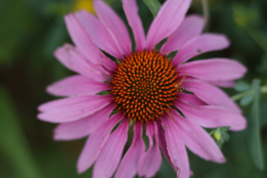 Pink Flower