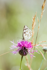 Papillon posé sur une fleur