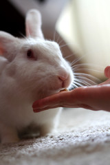 rabbit eating food from owners hand
