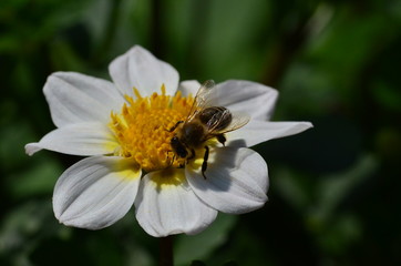 weiße Zwerg-Dahlienblüte mit Biene