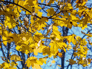 Beautiful autumn background with yellow maple leaves on branches against blue sky. Small depth of field.