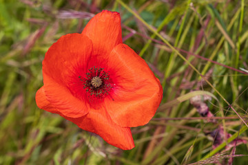Fototapeta premium Mohnblumen 50