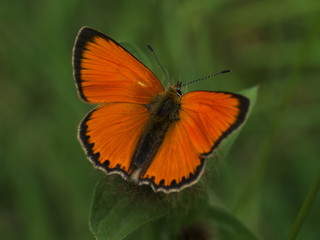  Dukatenfalter, Lycaena virgaureae