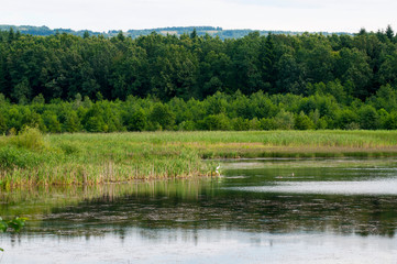 white heron against the background of a mountain lake and green forest