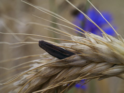 Mutterkornpilz, Claviceps purpurea im Roggen