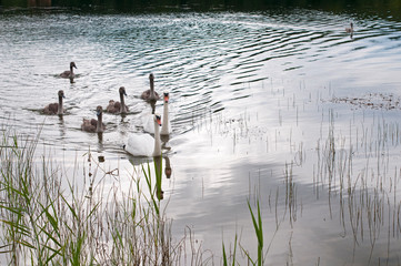 white swans with a flock of small swans on a forest lake