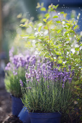 Lavender flowers in the rain