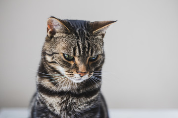 Close up portrait of a tabby and white cat with green eyes against a seamless background