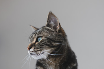 Close up portrait of a tabby and white cat with green eyes against a seamless background