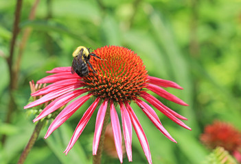 Bumblebee on Echinacea flower