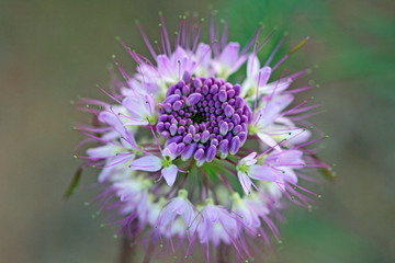 Rocky Mountains Bee plant
