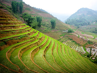 rice paddies in Sapa