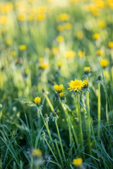 A meadow full of dandelion flowers with long stems
