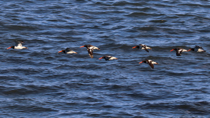Charleston, South Carolina, USA