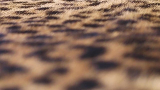 close up of leopard fur