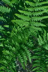 natural background of leaves. Natural green young ostrich fern or shuttlecock fern leaves Matteuccia struthiopteris on each other