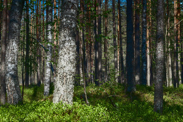 Fototapeta premium view of the dark forest in summer. Russian forest. nature of Russia. Russia, Kaluga region
