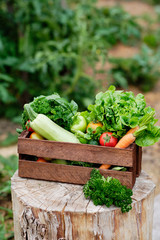 Basket full of Harvest Organic Vegetables and Root on Organic Bio Farm. Autumn Vegetable Harvest