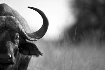 Fotobehang Portret van Afrikaanse Kaapse buffel © Pedro Bigeriego
