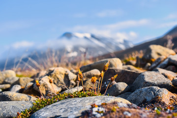 Wallpaper norway landscape nature of the mountains of Spitsbergen Longyearbyen Svalbard   on a flowers polar day with arctic summer in the sunset 