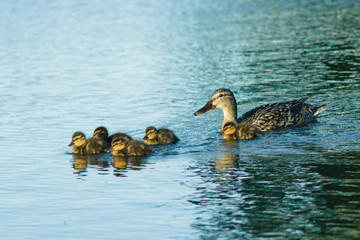 A duck with small ducklings floats in the calm water of a pond in summer. Wild birds in the parks. Caring for the offspring of waterfowl.