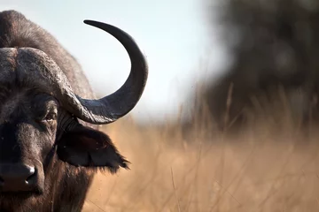 Foto op Plexiglas Portret van Afrikaanse Kaapse buffel © Pedro Bigeriego