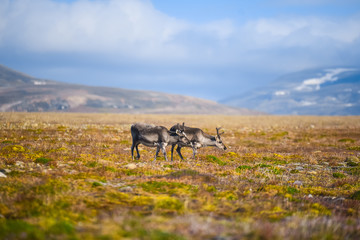 Naklejka premium Landscape with wild reindeer. Summer Svalbard. with massive antlers horns deer On the Sunset, Norway. Wildlife scene from nature Spitsbergen 