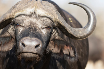 Portret van Afrikaanse Kaapse buffel