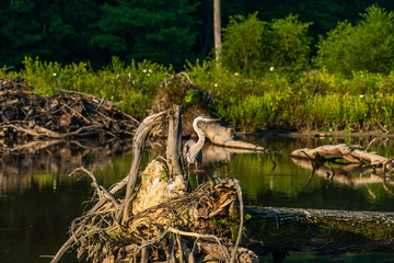 Heron In The Swamp