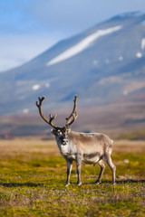 Landscape with wild reindeer. Summer Svalbard.  with massive antlers horns deer  On the Sunset, Norway. Wildlife scene from nature Spitsbergen 