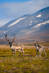 Naklejka premium Landscape with wild reindeer. Summer Svalbard. with massive antlers horns deer On the Sunset, Norway. Wildlife scene from nature Spitsbergen 