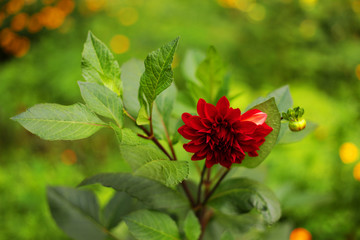 Summer flowers outside