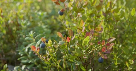 Woman picking wild blueberries in forest close-up slow motion shot