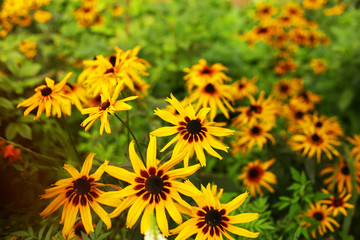 Summer flowers outside