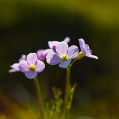 Wallpaper norway landscape nature of the mountains of Spitsbergen Longyearbyen Svalbard   on a flowers polar day with arctic summer in the sunset 