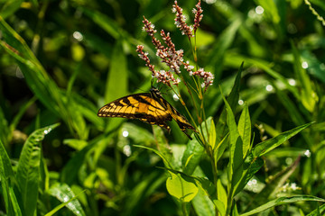 butterfly on flower