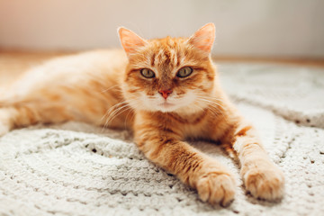 Fototapeta na wymiar Ginger cat lying on floor rug at home. Pet relaxing and feeling comfortable