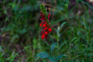 red flowers on a branch
