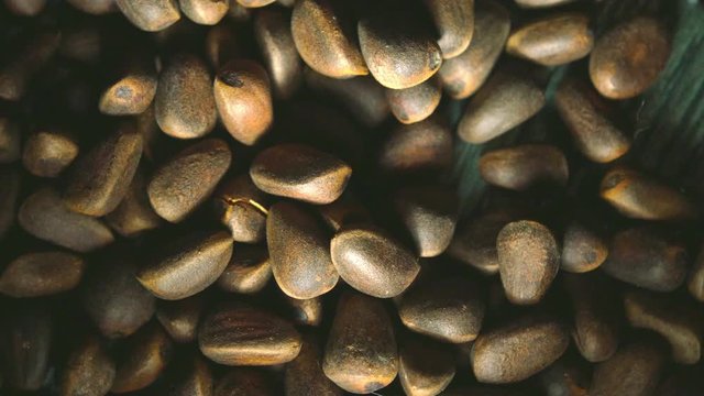Ripe nut cedar rotate on a wooden background. Pine nuts
