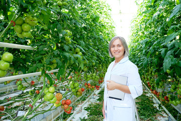 Young Woman Looking at Tomato Plant in Greenhouse