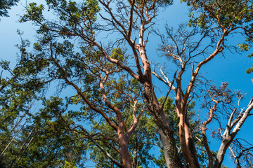 tall Arbutus trees covered with dense green leaves on top under the blue sky on a sunny day