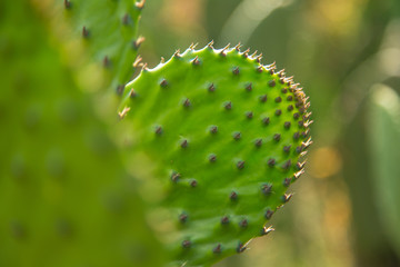 Nopal, icono de la cultura popular mexicana.