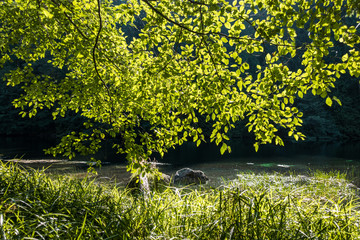green grasses filled river bank with dense leaves on the branches back lit by the sun 